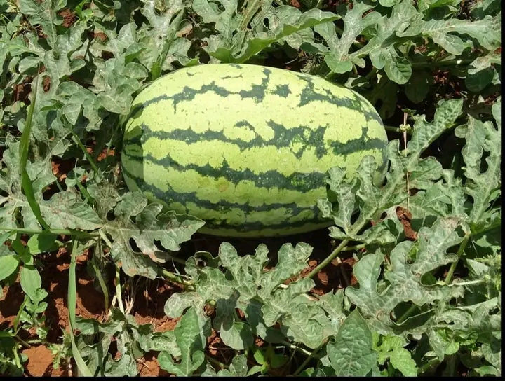 Watermelon Seeds Netherlands