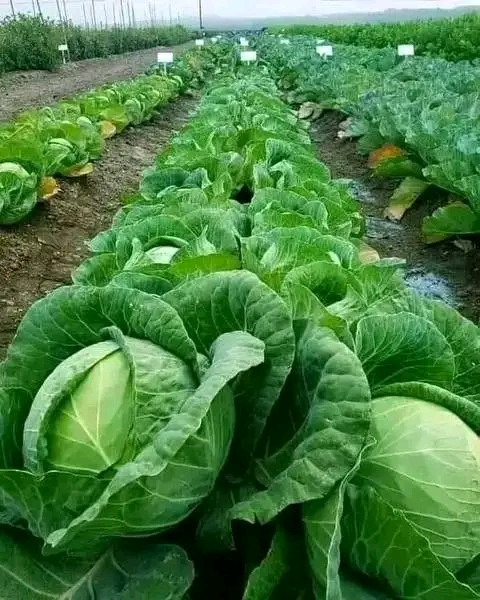 Cabbage Seeds Japan