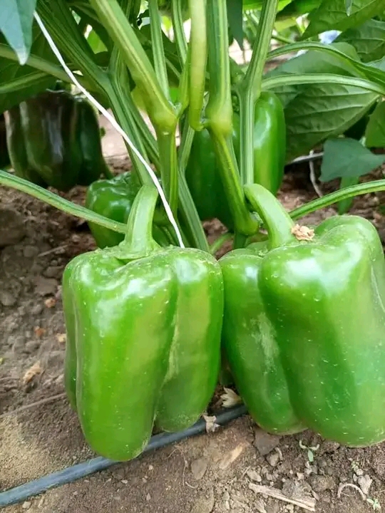 Hybrid Green pepper seed