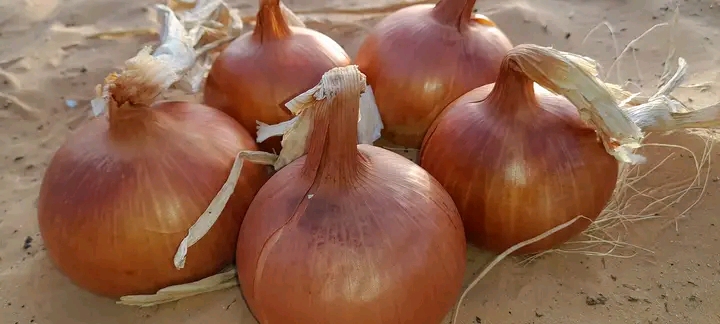 Onion Seeds- Spain