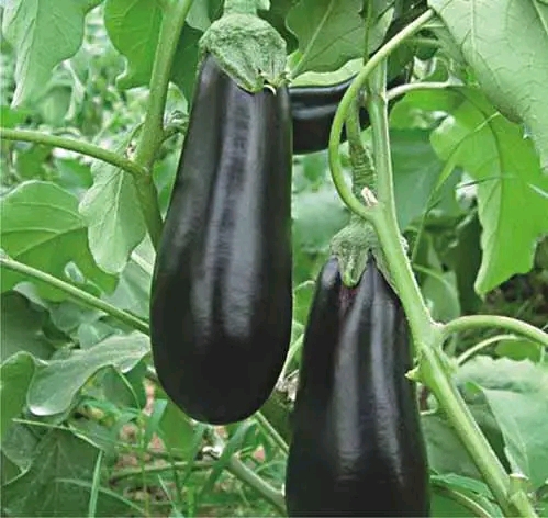 Hybrid Eggplant seeds