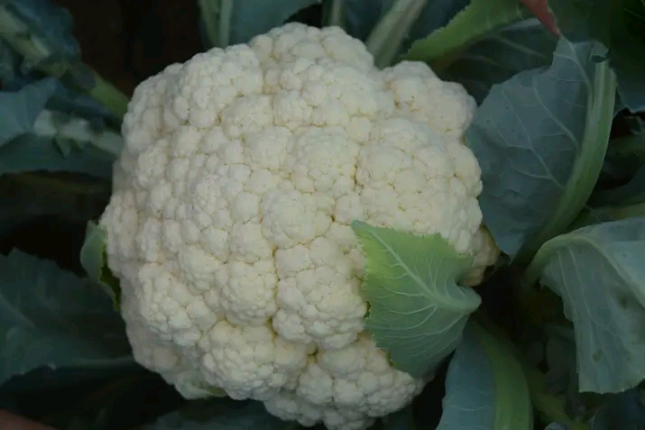 Cauliflower Seeds Argentina