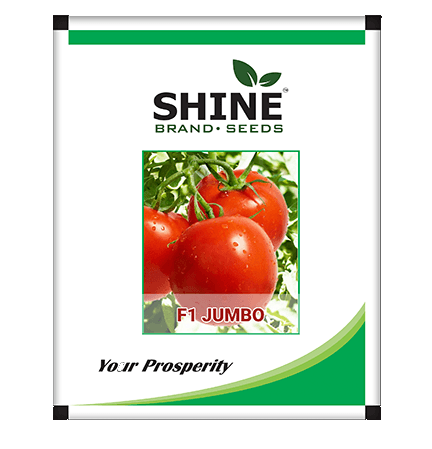 Shine Seed Tomato F1