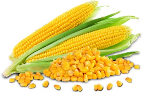 Hybrid maize corn seeds