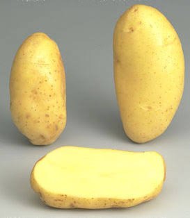 Spunta seed potatoes France