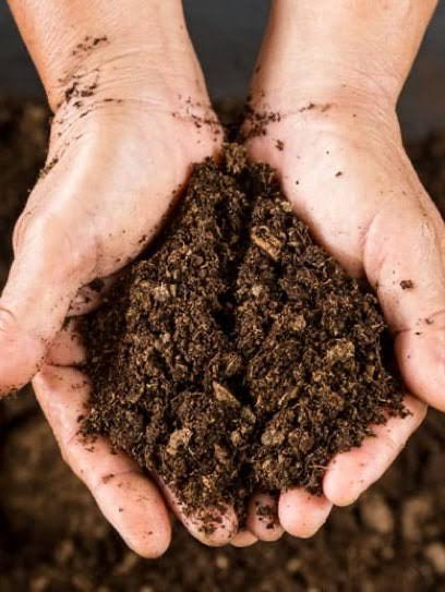 Peat Moss from Latvia