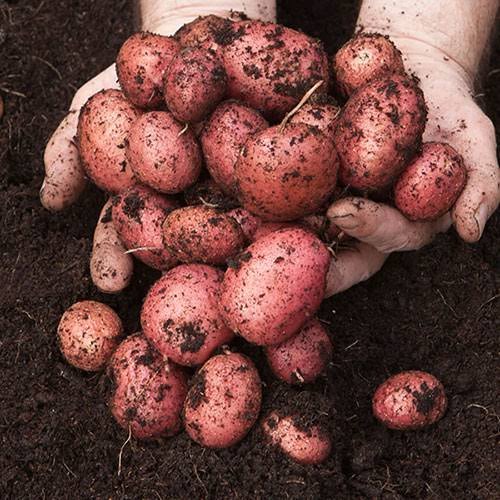 Desiree seed potatoes Belgium