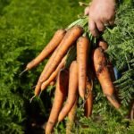 Agri products import